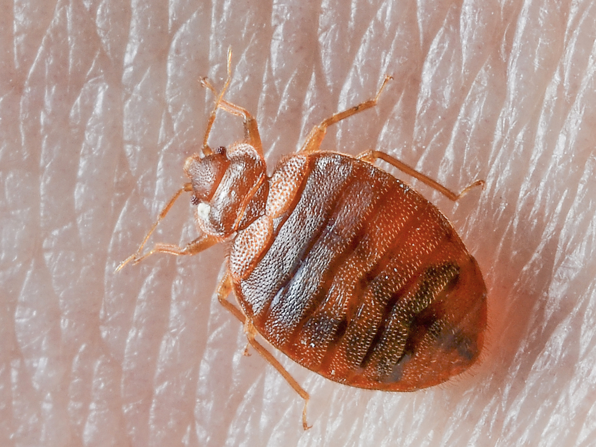 bed bugs control