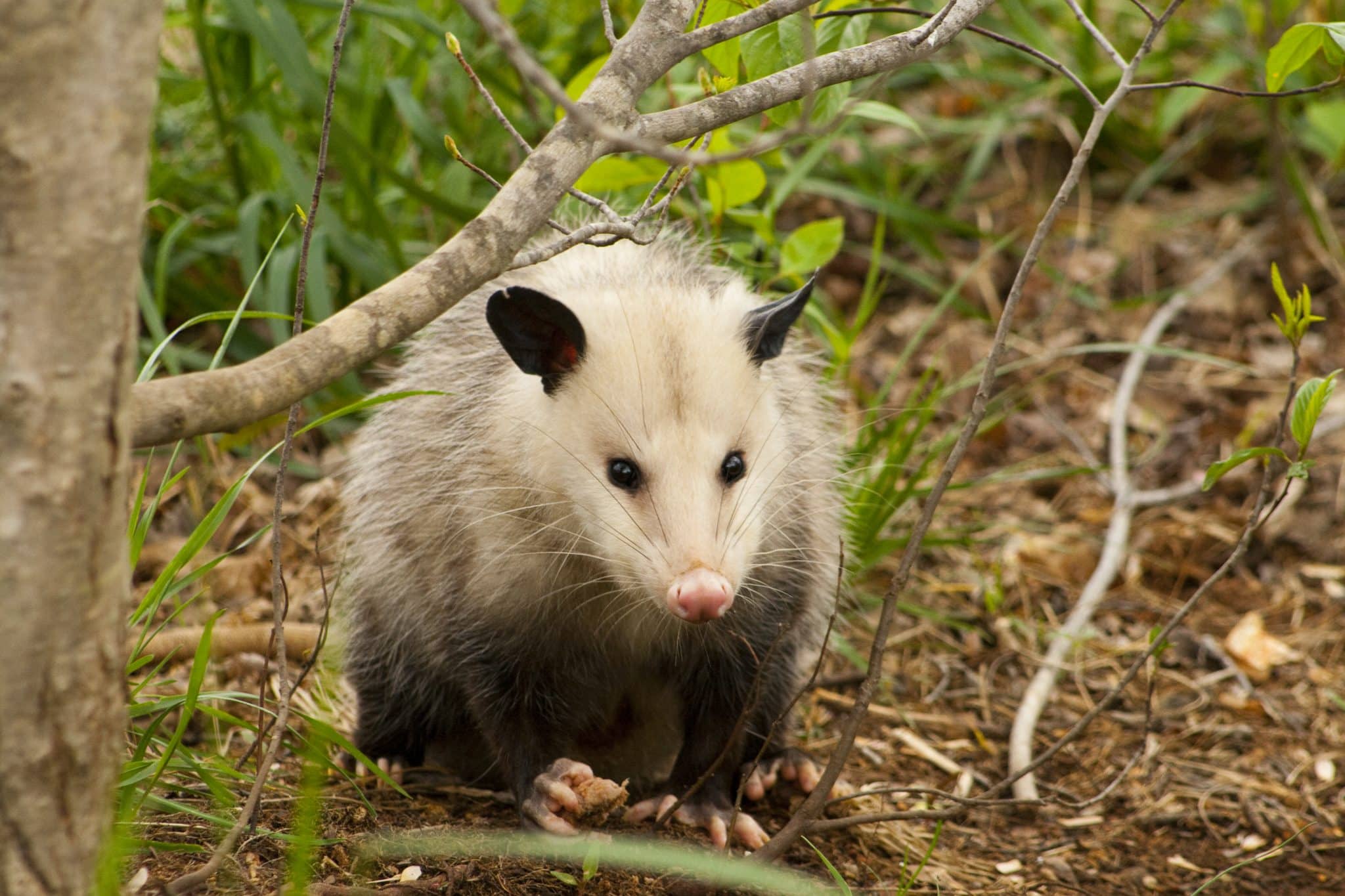 Possum Removal