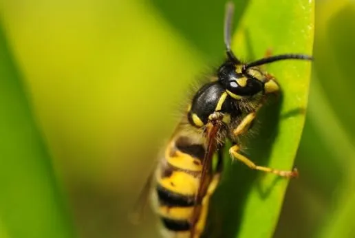 Wasps