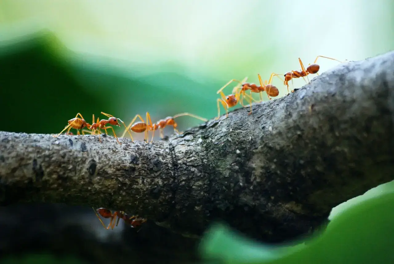 Ant control