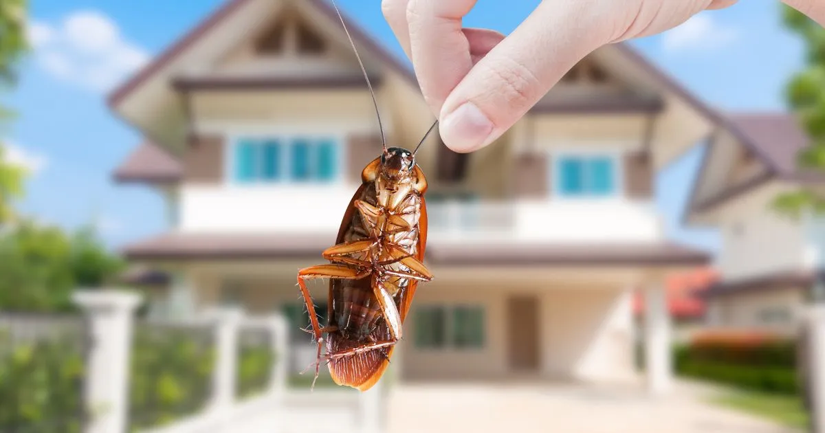 Cockroach Control