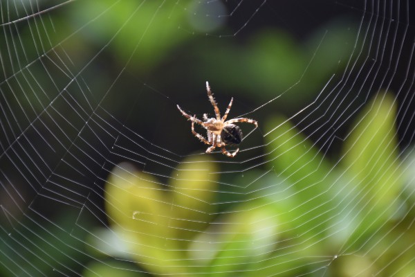 spider control